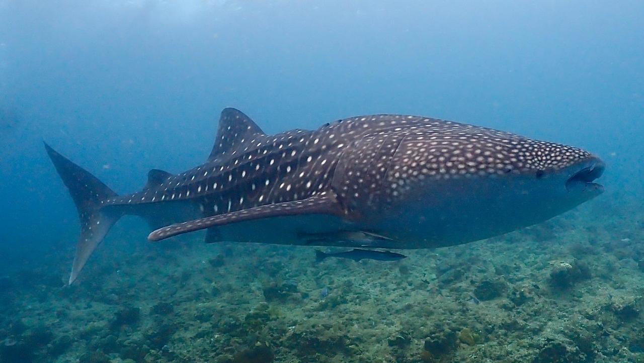 Boutique Beach All Inclusive Diving Hotel Dhigurah  Exteriér fotografie
