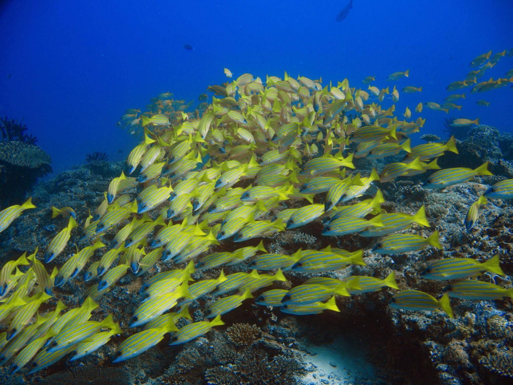 Boutique Beach All Inclusive Diving Hotel Dhigurah  Exteriér fotografie