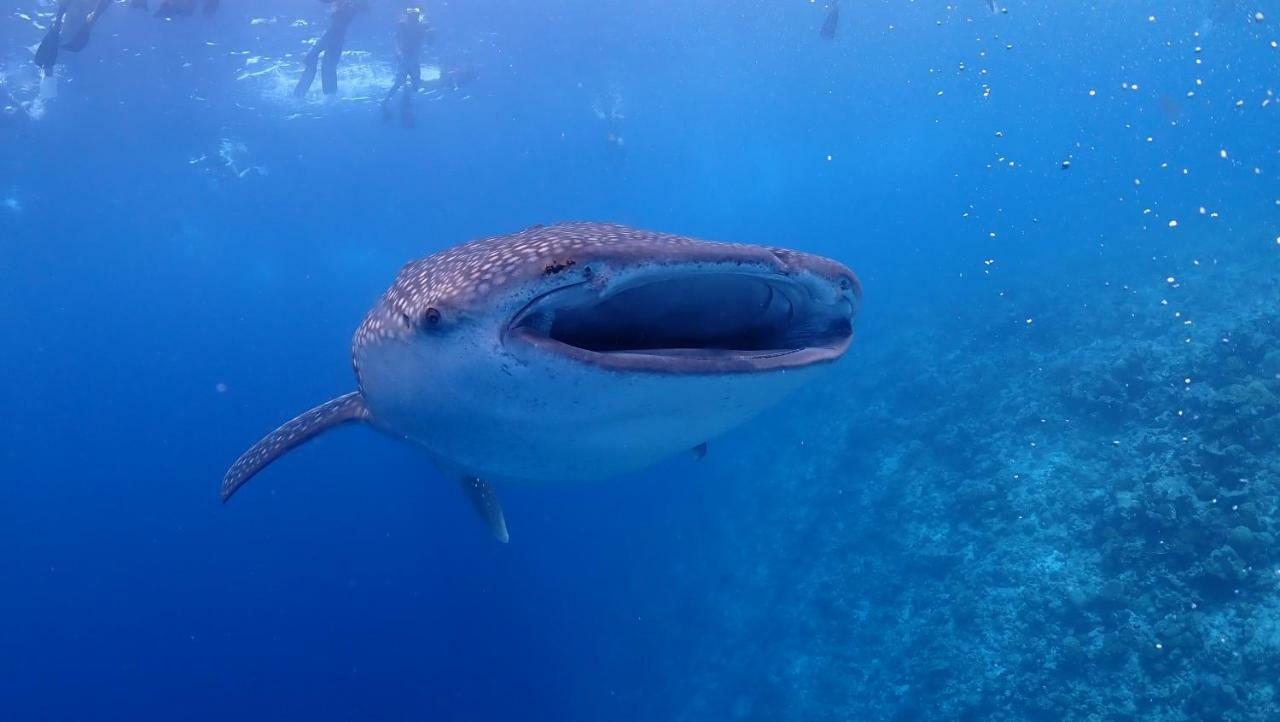 Boutique Beach All Inclusive Diving Hotel Dhigurah  Exteriér fotografie